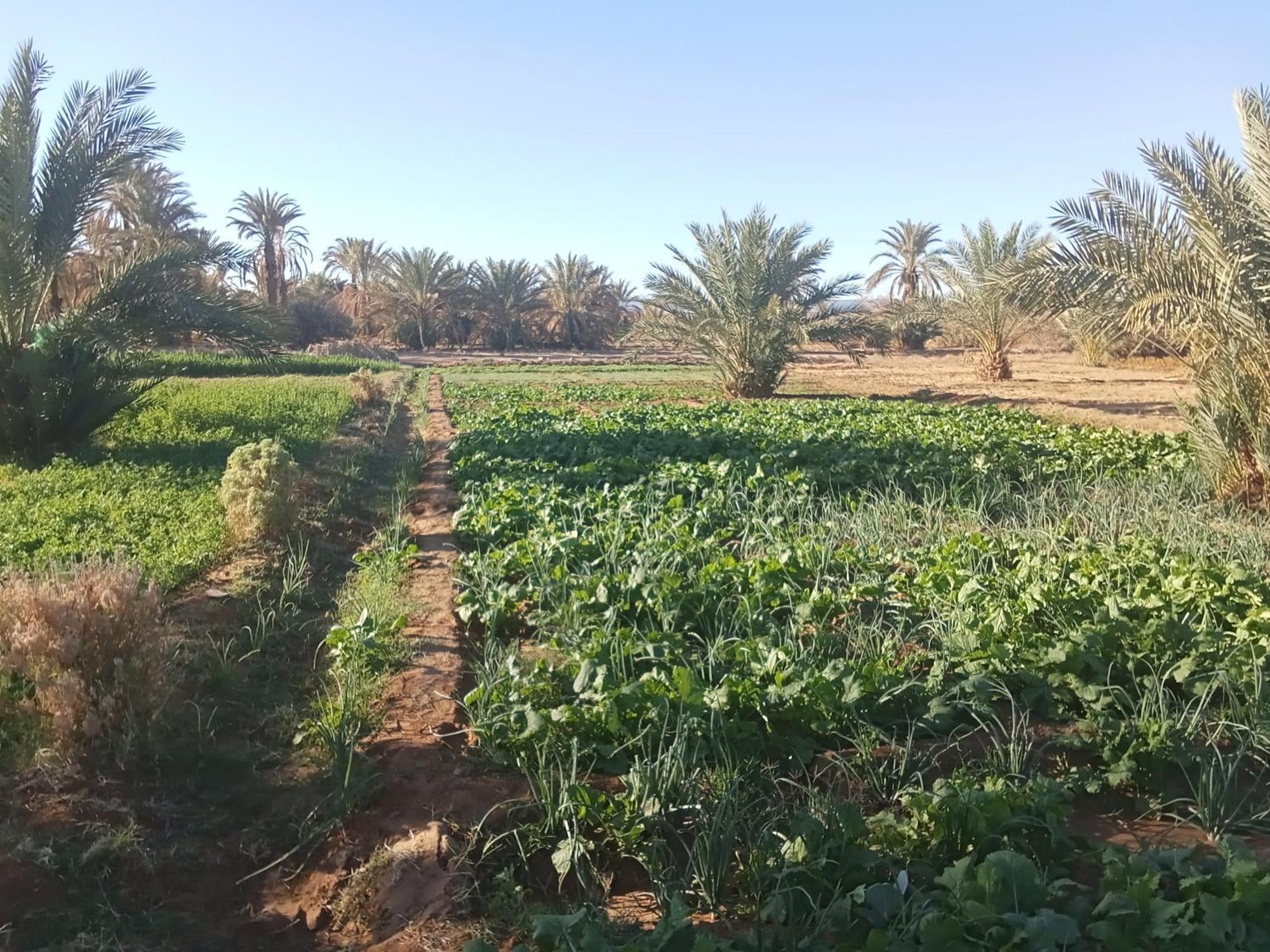 Riad Soleil Du Monde Zagora Eksteriør bilde